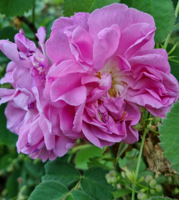 Sérum Rosae